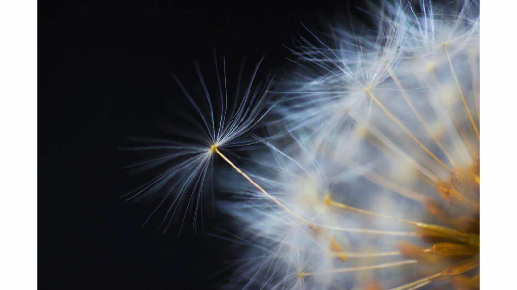 photography artwork of a flower