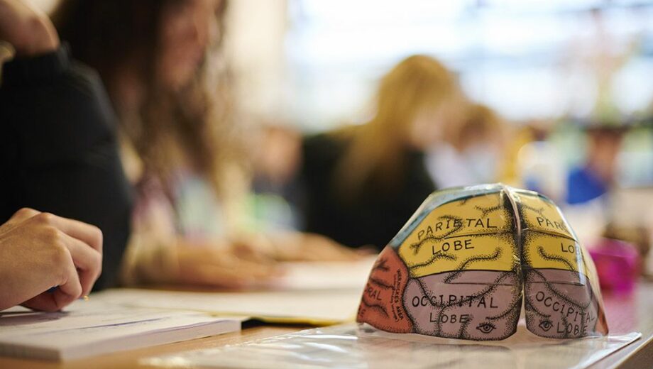 Cardboard Brain on a table