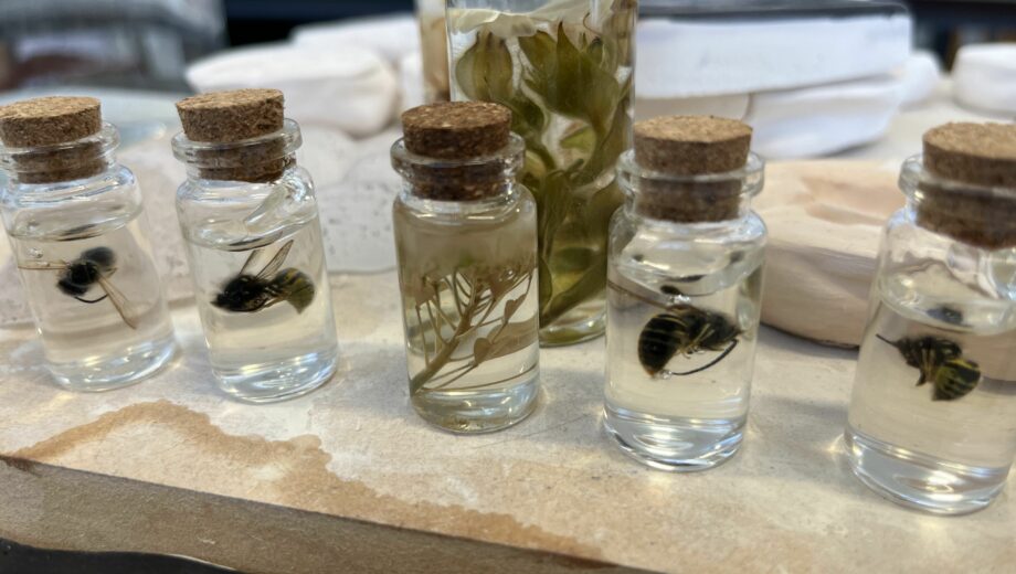 Artwork of wasps in glass jars. colleges in st helens