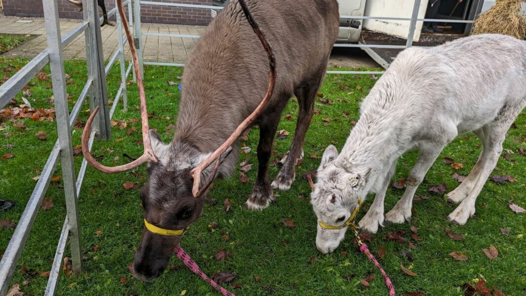 reindeers at carmel college quad