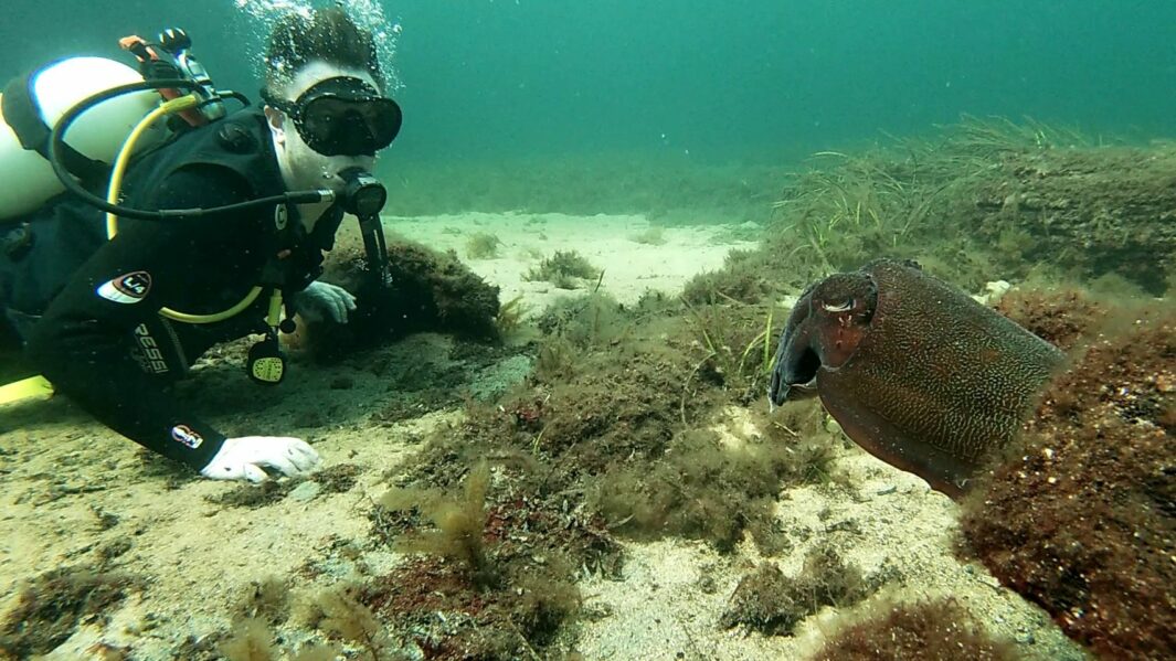 Jack McElhinney photo diving under water looking at marine life