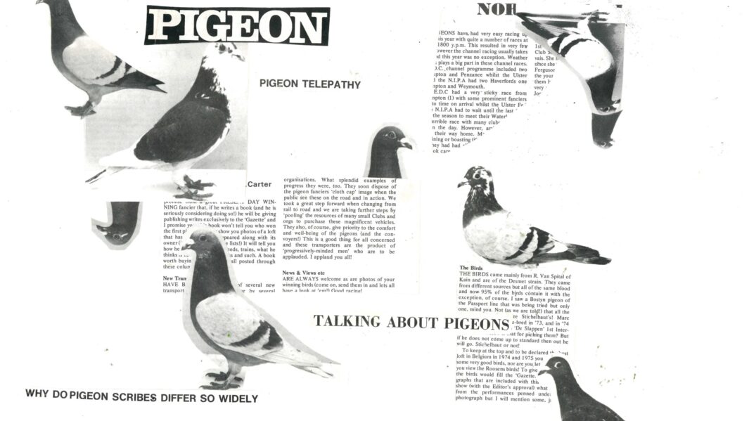 collage artwork of pigeons