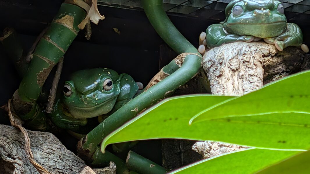 artwork of a frog in a gallery